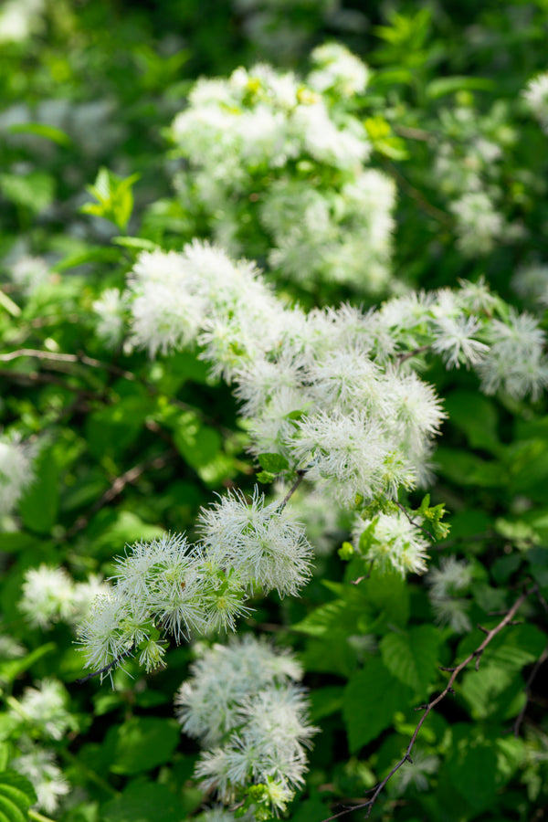 Neviusia alabamensis