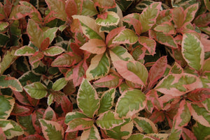 Ardisia japonica 'Hakuokan'