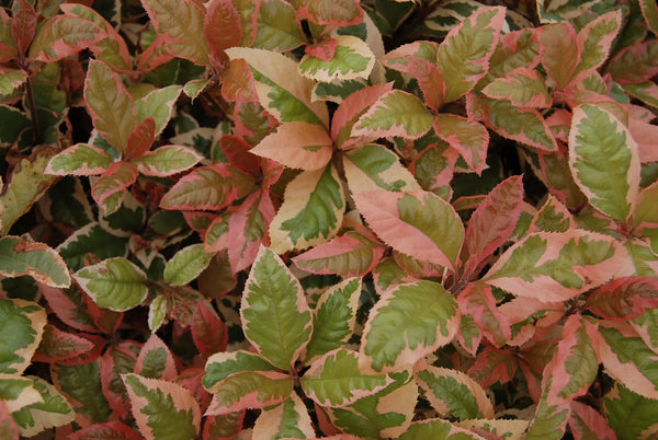 Ardisia japonica 'Hakuokan'