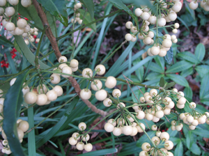 Ardisia crenata 'Alba', white coralberry, clusters of round white berries among glossy dark leaves