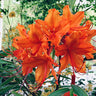 Rhododendron Great Balls of Fire Aromi hybrid in full bloom