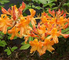 Aromi Sunrise Azalea with vivid yellow funnel-shaped blooms