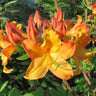 Aromi Sunrise Azalea with vivid yellow funnel-shaped blooms