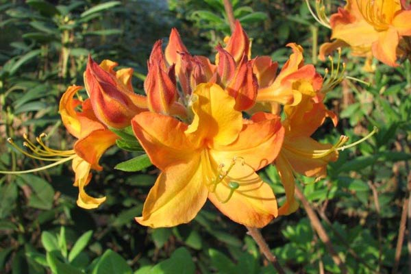 Rhododendron 'Sunrise'