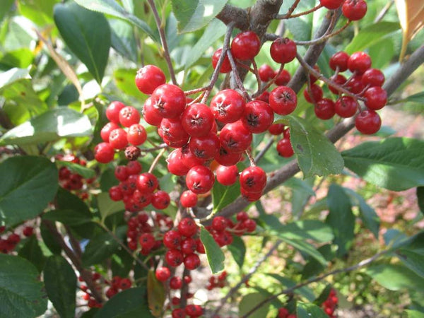 Aronia arbutifolia 'Brilliantissima'