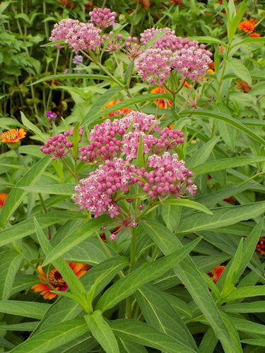 Asclepias incarnata