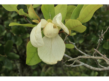 Asimina obovata