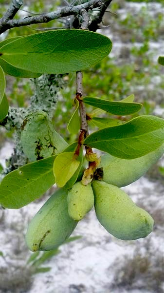 Asimina obovata