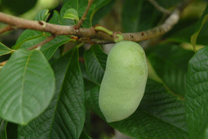 Asimina triloba (pawpaw), a native tree offered by Woodlanders.
