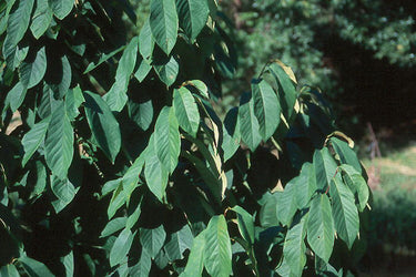 Asimina triloba