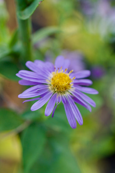 Aster laevis ‘Bluebird’