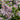 Aster tataricus, Tatarian aster, a late-blooming perennial offered by Woodlanders.