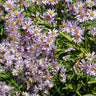Aster tataricus, Tatarian aster, a late-blooming perennial offered by Woodlanders.