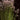 Tall green plants with clusters of small pale pink flowers growing outdoors against a dark leafy background.