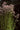 Tall green plants with clusters of small pale pink flowers growing outdoors against a dark leafy background.