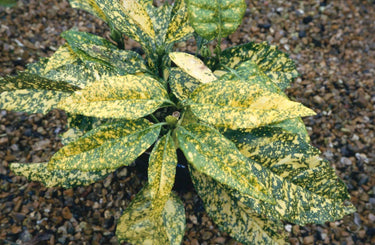 Aucuba japonica 'Golden King'