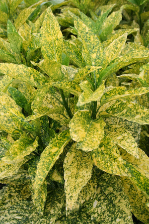 Aucuba japonica 'Golden King', gold dust plant, large glossy leaves marbled in bright gold