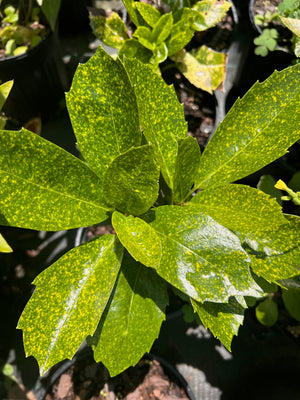 Aucuba japonica 'Shilpot', pepper pot aucuba, glossy leaves finely speckled with butter-yellow