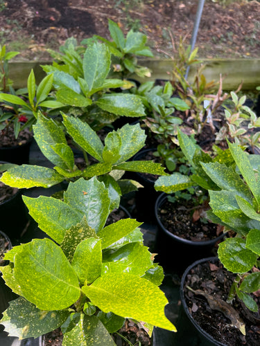 Aucuba japonica 'Shilpot'
