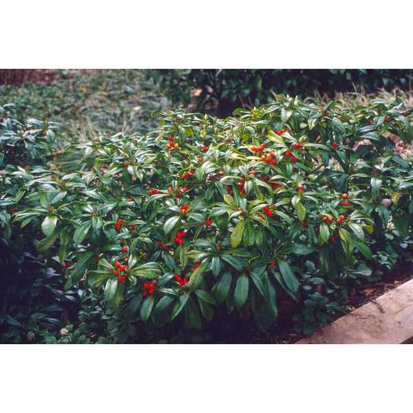 Aucuba japonica var. borealis