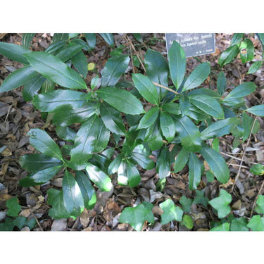 Aucuba japonica var. borealis, a glossy broadleaf evergreen shrub offered by Woodlanders.
