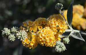 Buddleia × weyeriana 'Honeycomb', a shrub offered by Woodlanders.