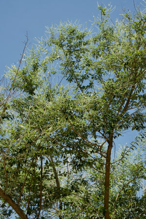 Aloysia virgata, sweet almond verbena, a fragrant shrub offered by Woodlanders.