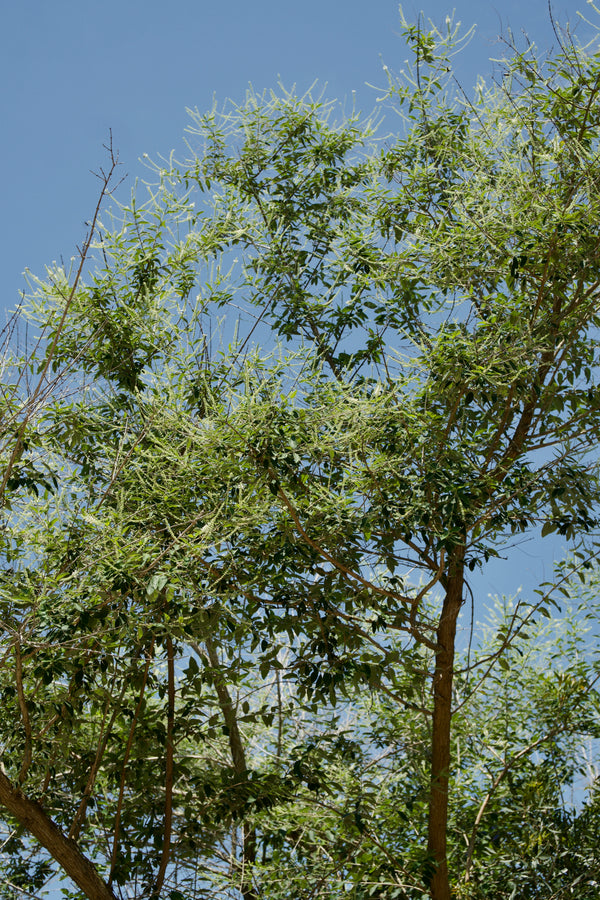 Aloysia virgata