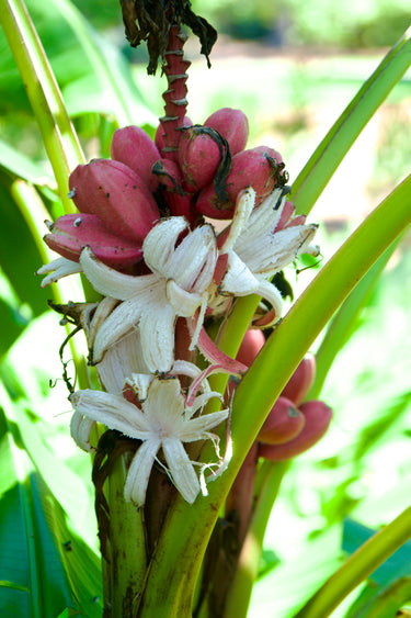 Musa velutina, pink velvet banana, a perennial offered by Woodlanders.