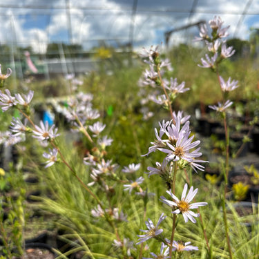Eurybia spinulosa, Apalachicola aster, a native perennial offered by Woodlanders.
