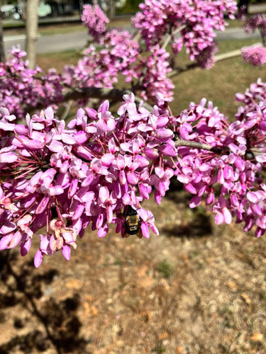 Cercis yunnanensis