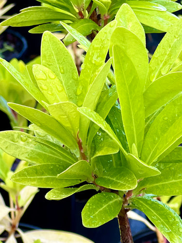 Illicium parviflorum 'Florida Sunshine'