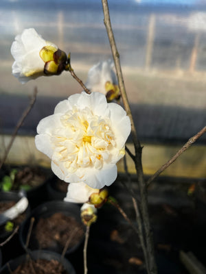 Camellia 'Jury's Yellow', anemone-form white flower with a cream-yellow center