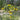 Rudbeckia nitida