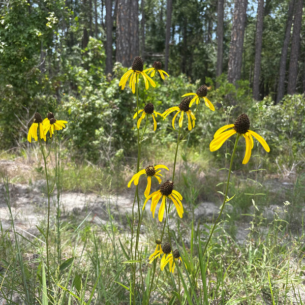 Rudbeckia nitida