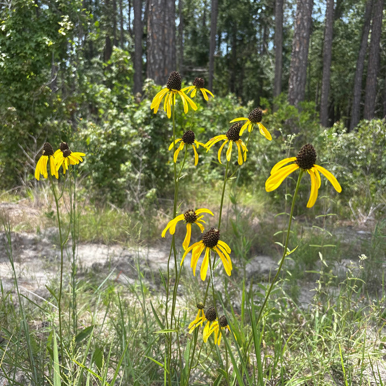 Rudbeckia nitida