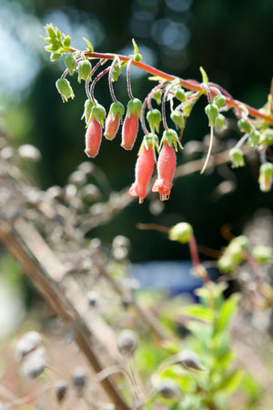 Sinningia sellovii, a tuberous perennial offered by Woodlanders.