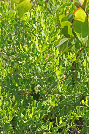Baccharis dioica, broombush falsewillow, gray-green coastal shrub foliage