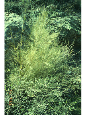 Muhlenbergia dumosa, bamboo muhly, fine bright green bamboo-like foliage on arching cane stems