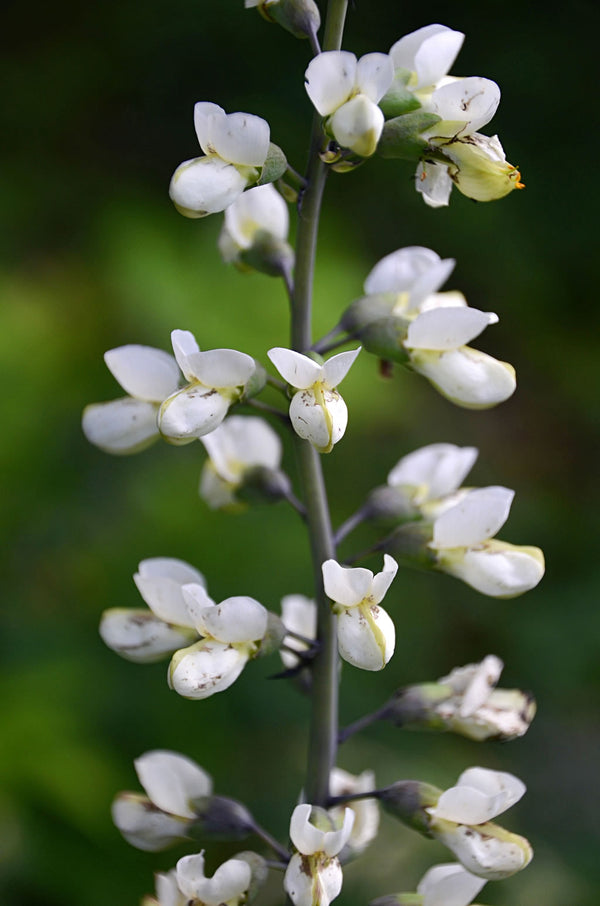 Baptisia alba