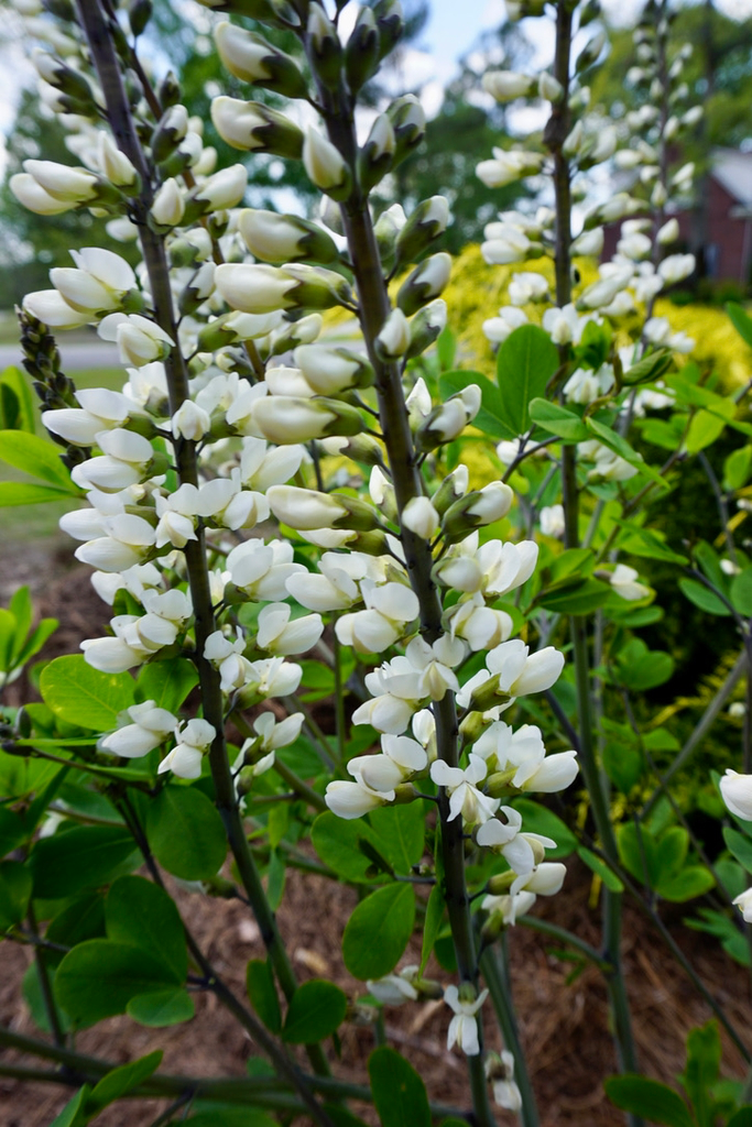 Baptisia alba var. macrophylla