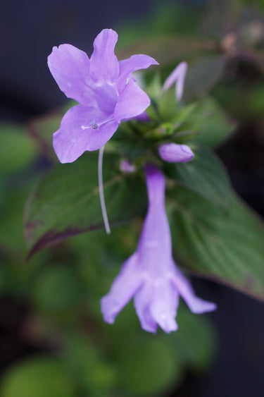 Barleria cristata