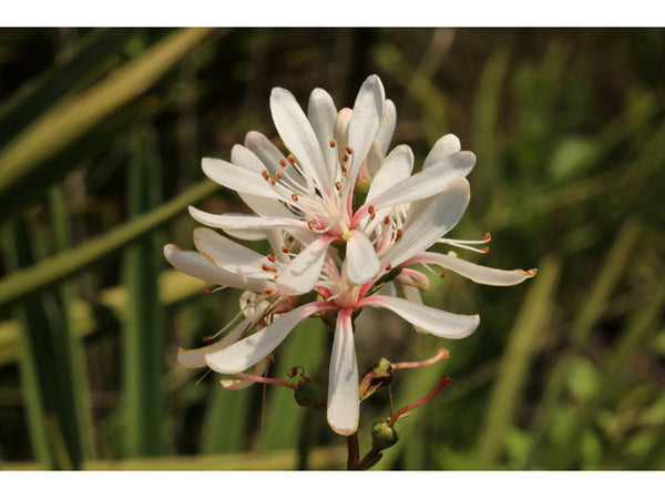Bejaria (Befaria) racemosa