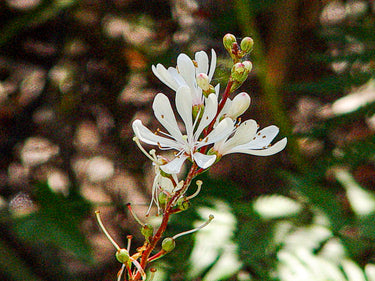 Bejaria (Befaria) racemosa