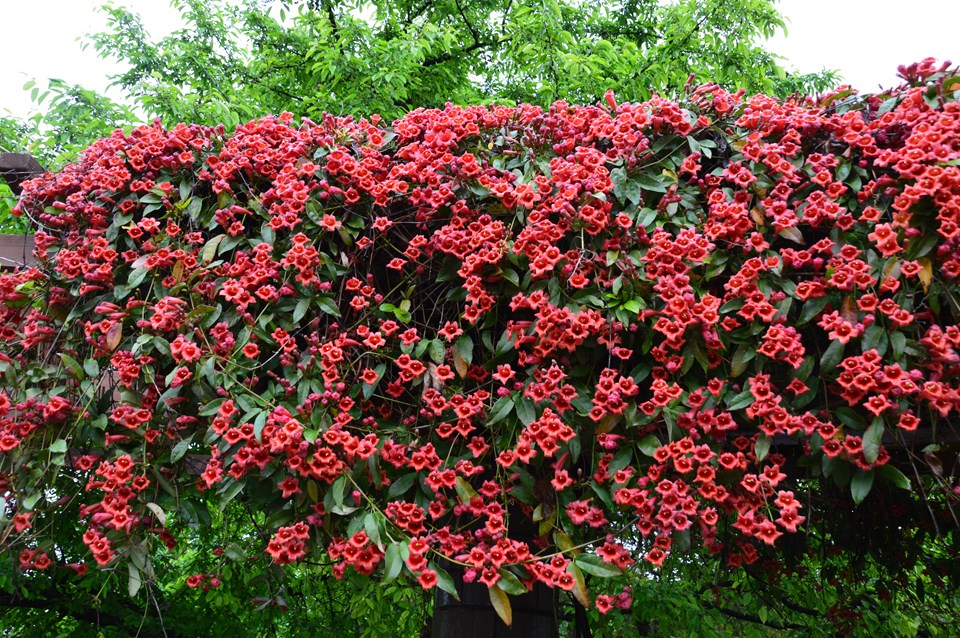Bignonia capreolata var. atrosanguinea | Red Crossvine – Woodlanders