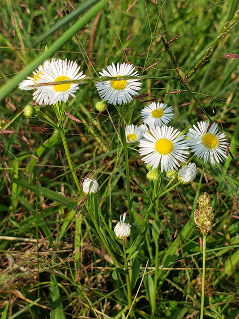 Boltonia asteroides