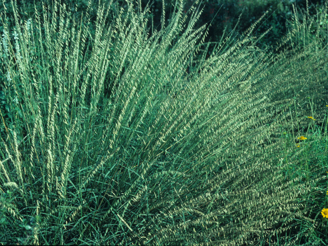 Bouteloua curtipendula