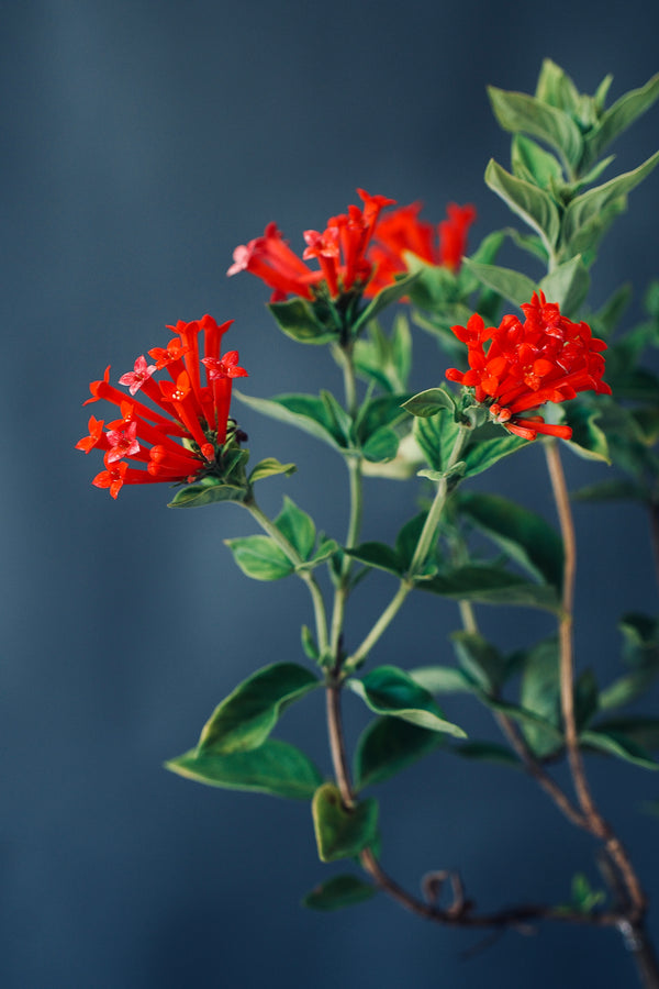 Bouvardia ternifolia