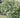 Buddleia cordata ssp. tomentella