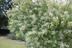Buddleia cordata ssp. tomentella, Los Lerios butterfly bush, broad gray-green heart-shaped leaves